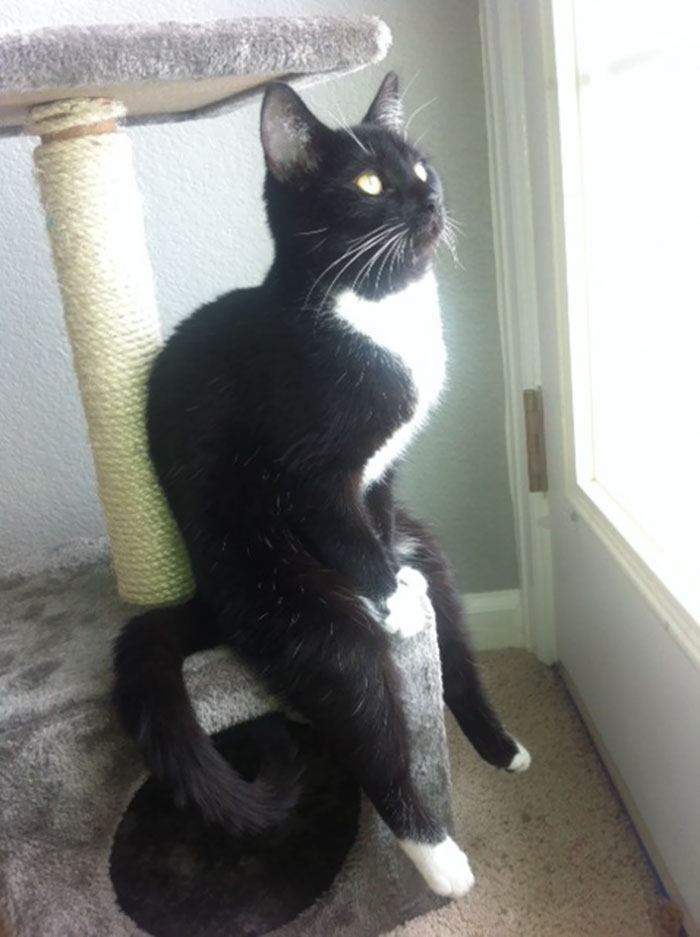 This Is How My Friends Cat Looks Out The Window