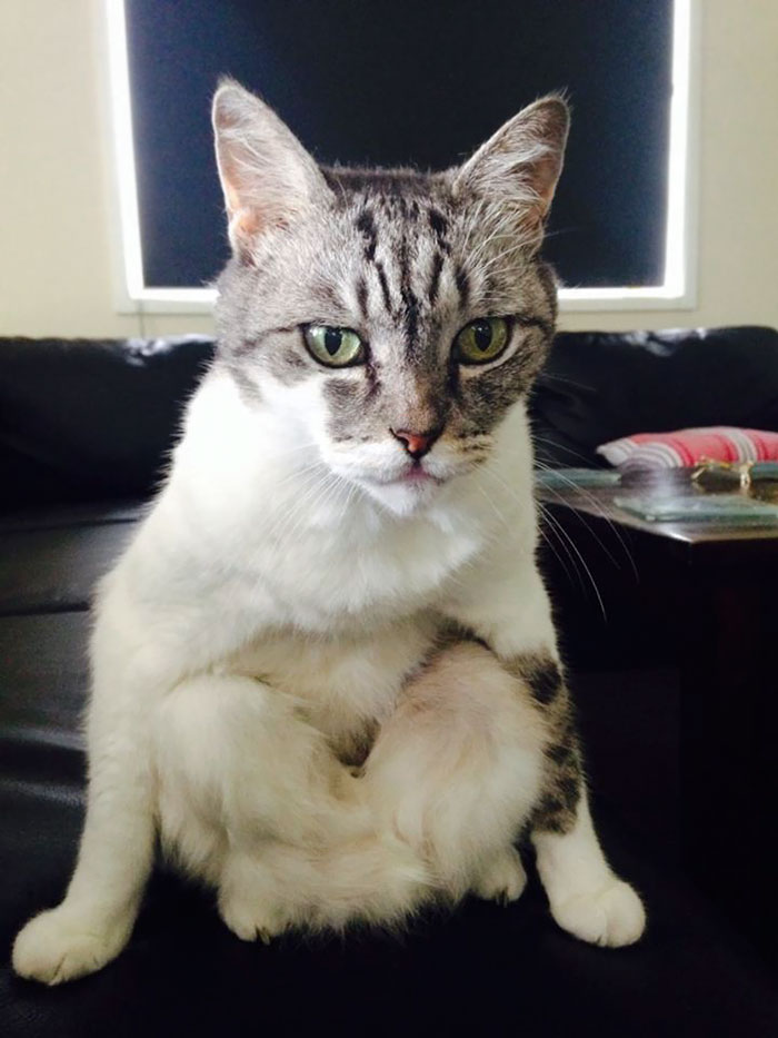 My Friend's Cat With Her Zen-Like, Meditative Calm. She Sits Like This Constantly, And Just Stares Into Space