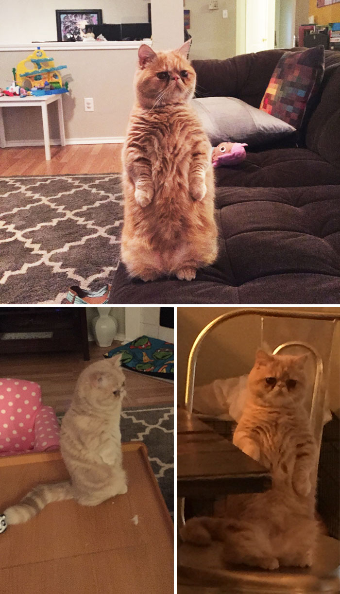 George Is A Cat That Prefers To Stand On 2 Legs