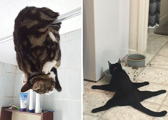 La gente está compartiendo fotos de sus gatos actuando de forma extraña (Añade la tuya)