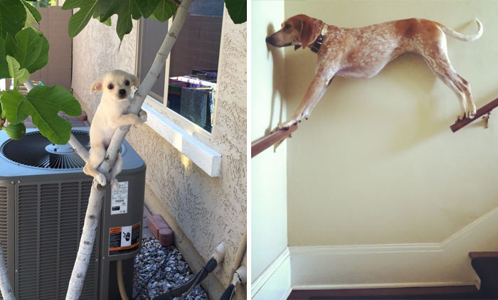 Hey Pandas, This Time Share Pictures Of Your Doggos And Puppers Acting Weird