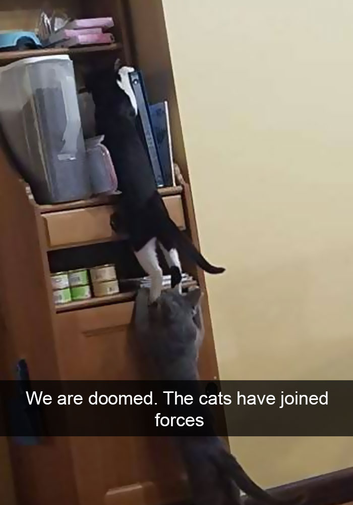 Hilarious-cat-snapchats