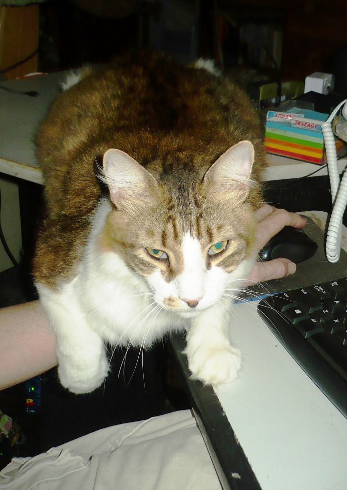 Feed Me, Or I'll Hold Your Mouse Hostage