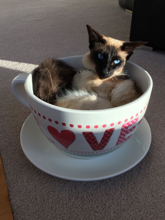More Proof Cats Are A Liquid. Giant Tea Cup Full Of Love.