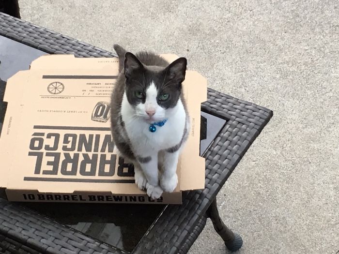 If There's A Box, Dice Must Sit On Or In It. Not That Weird But Cute!