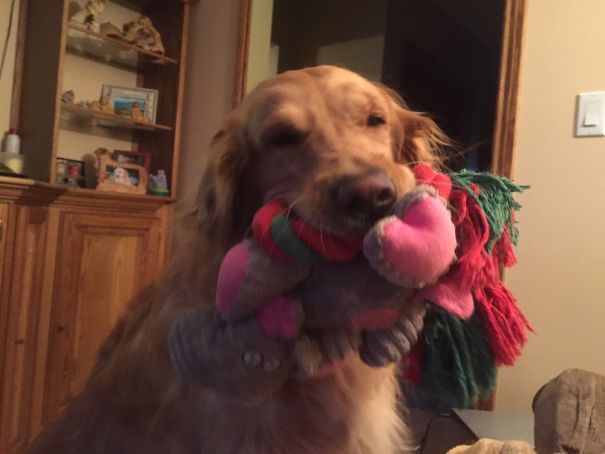 My Mom's Dog Has To Show You All Of Her Toys As Soon As You Get There.