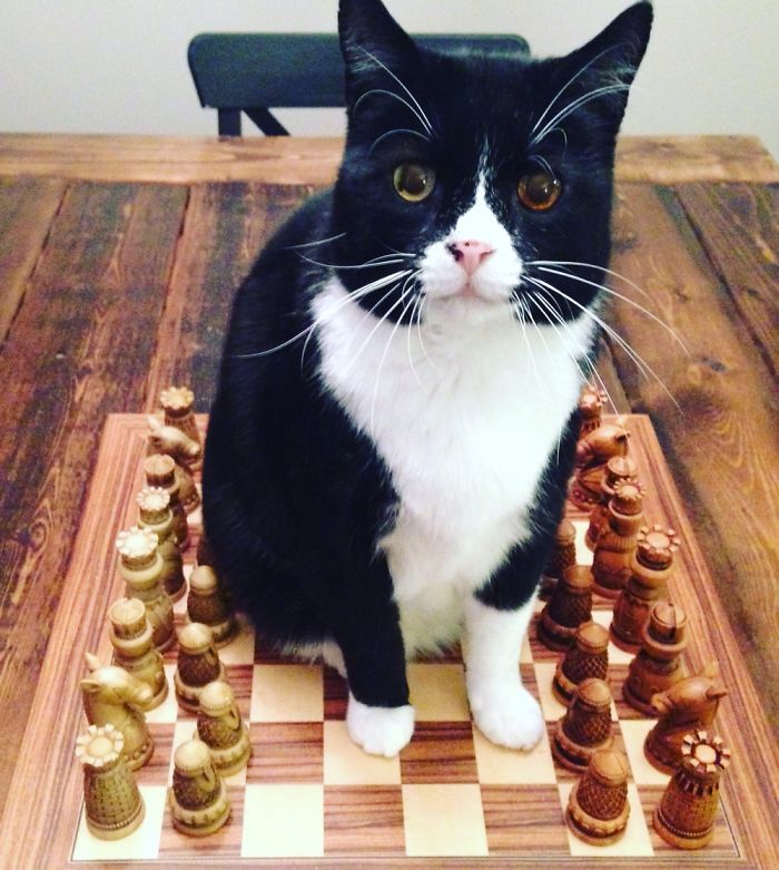 Who's Up For A Game?
