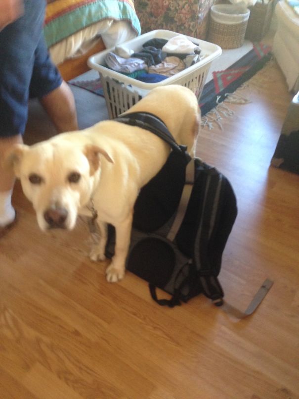 My Dog Wanted To Carry The Backpack