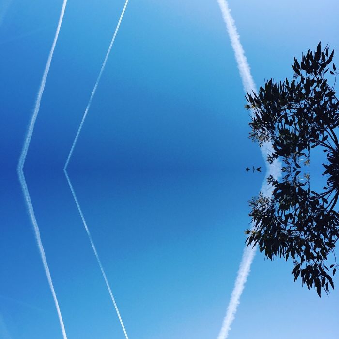 Symmetrees