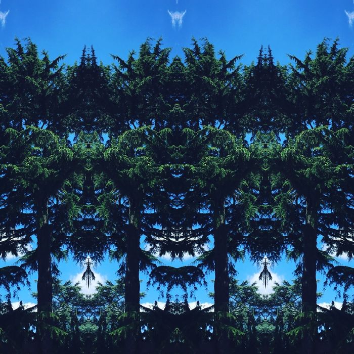 Symmetrees