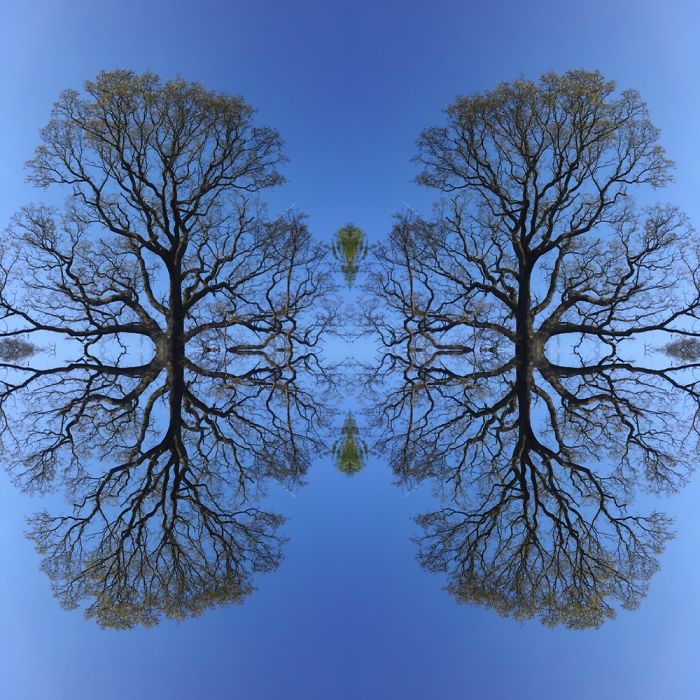 Symmetrees