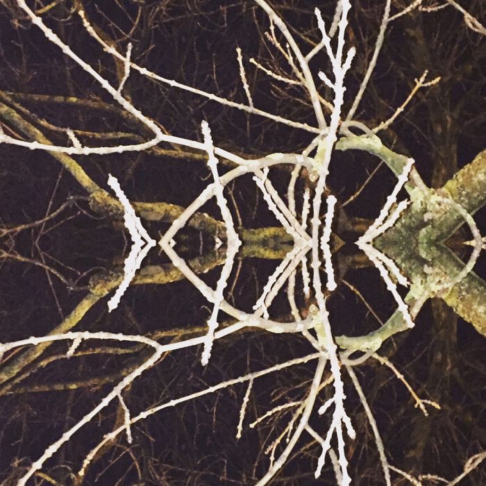 Symmetrees