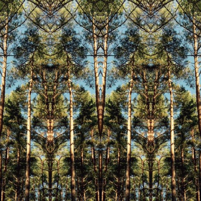Symmetrees