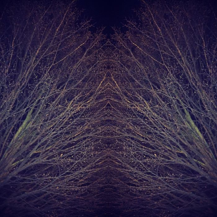 Symmetrees
