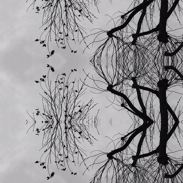 Symmetrees