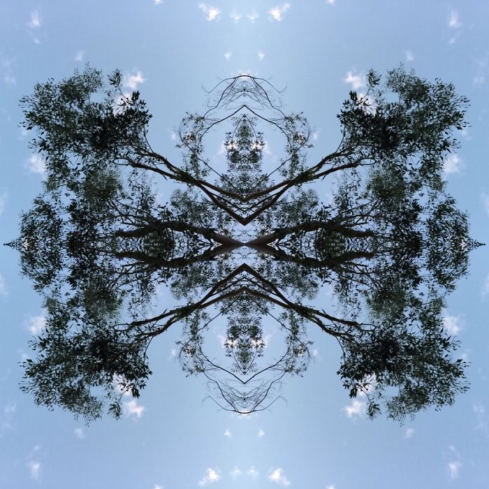 Symmetrees