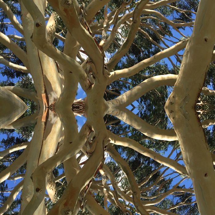 Symmetrees