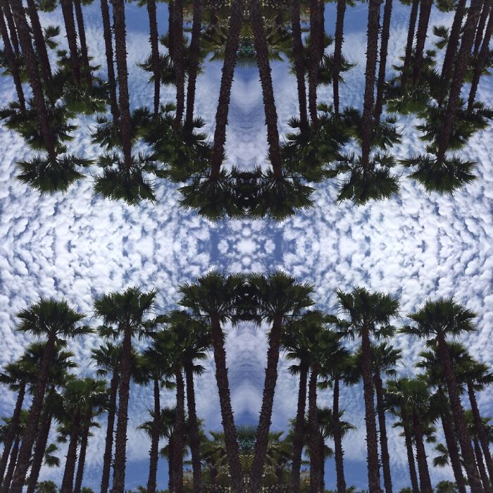 Symmetrees