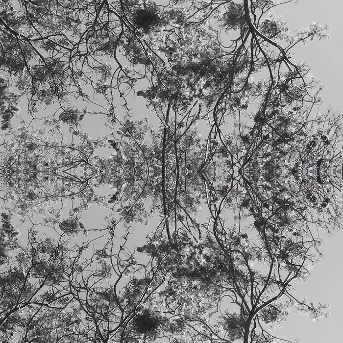 Symmetrees