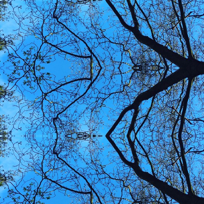 Symmetrees