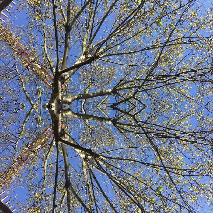 Symmetrees