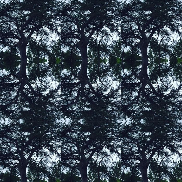 Symmetrees