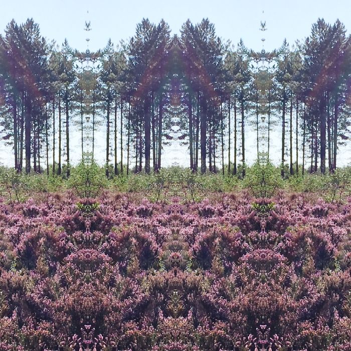 Symmetrees
