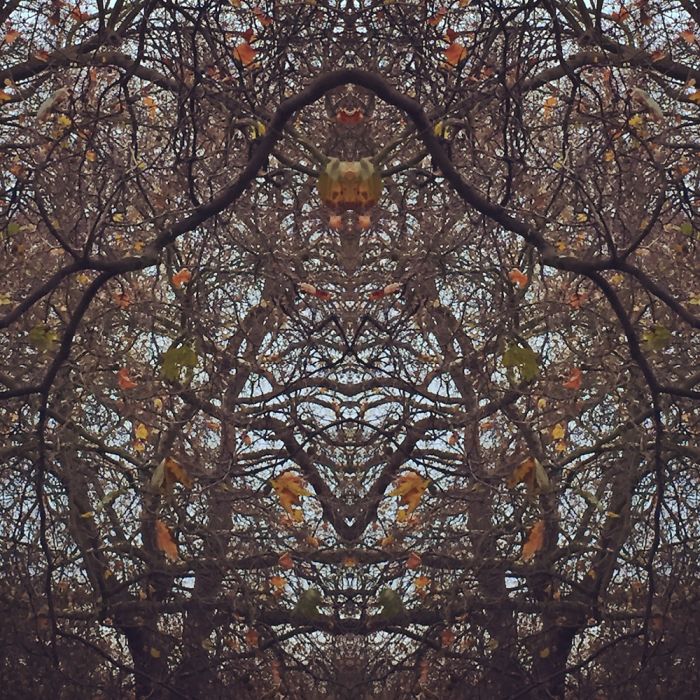 Symmetrees