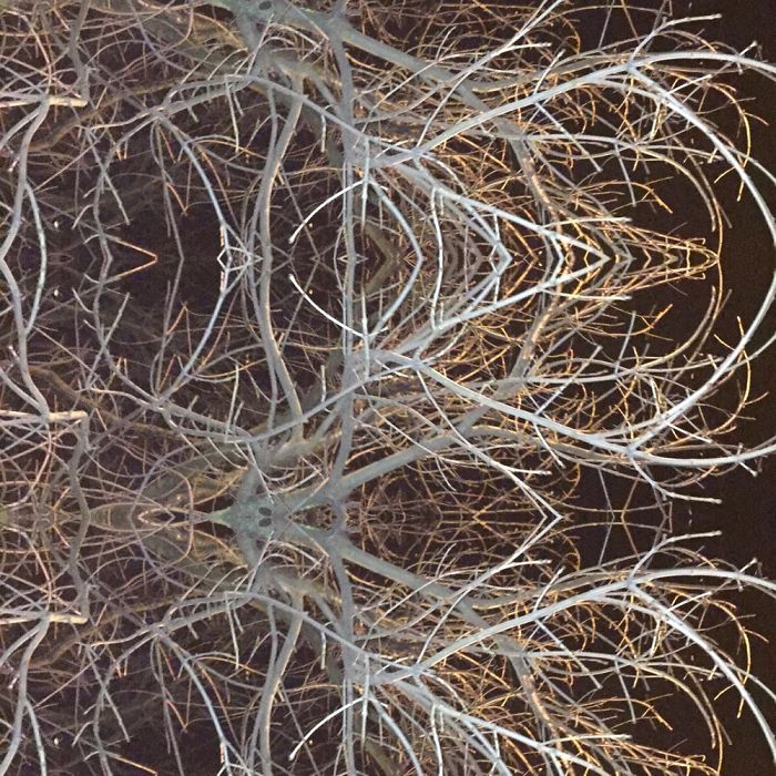 Symmetrees