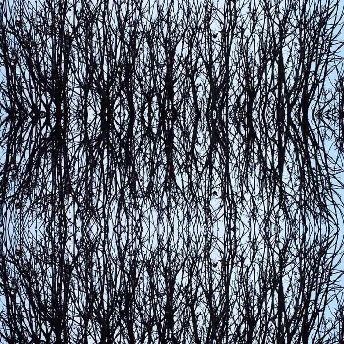 Symmetrees
