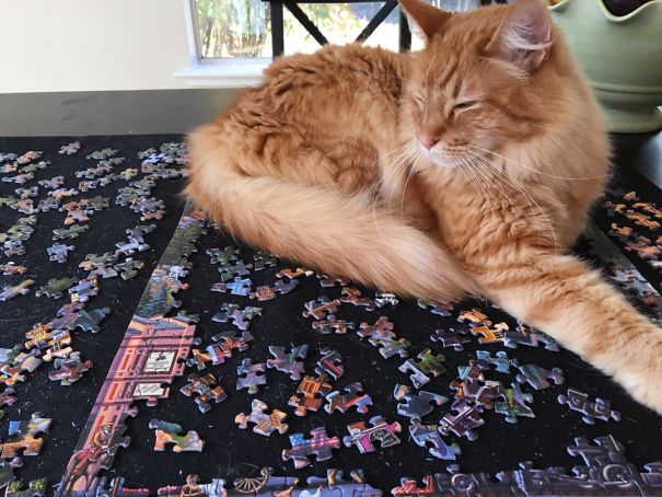 Every Time I Start On A Puzzle- He Comes!!!