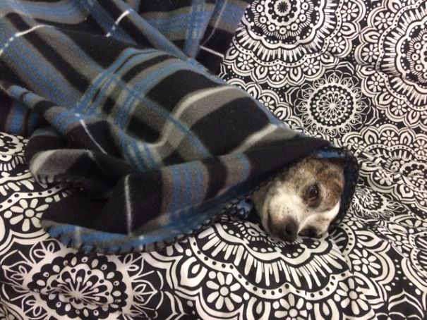 My Dog Wraps Himself In A Blanket Like A Burrito. Burrito Of Sadness