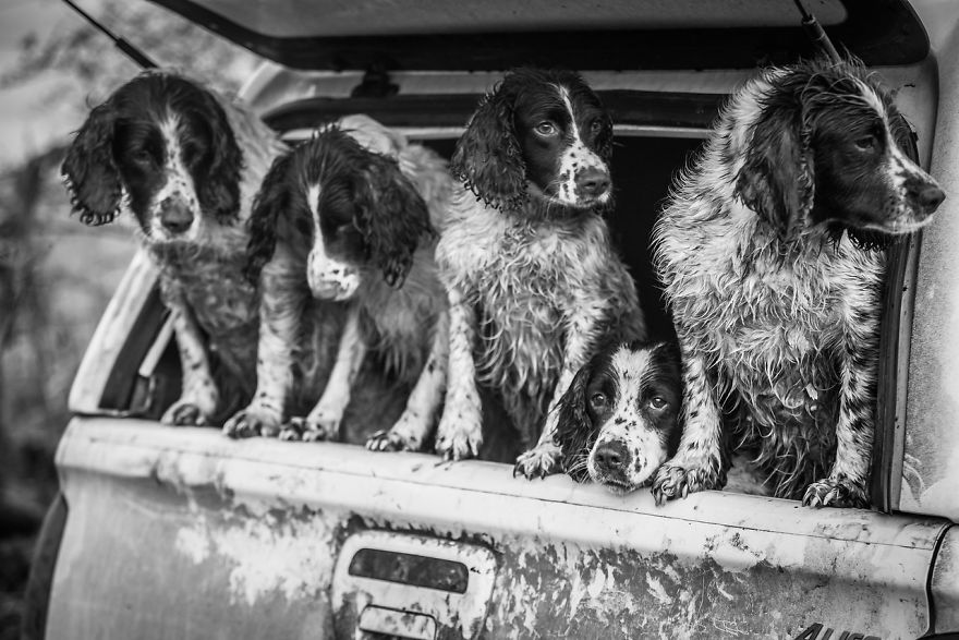 Dogs At Work 2nd Place Winner Lucy Charman, UK