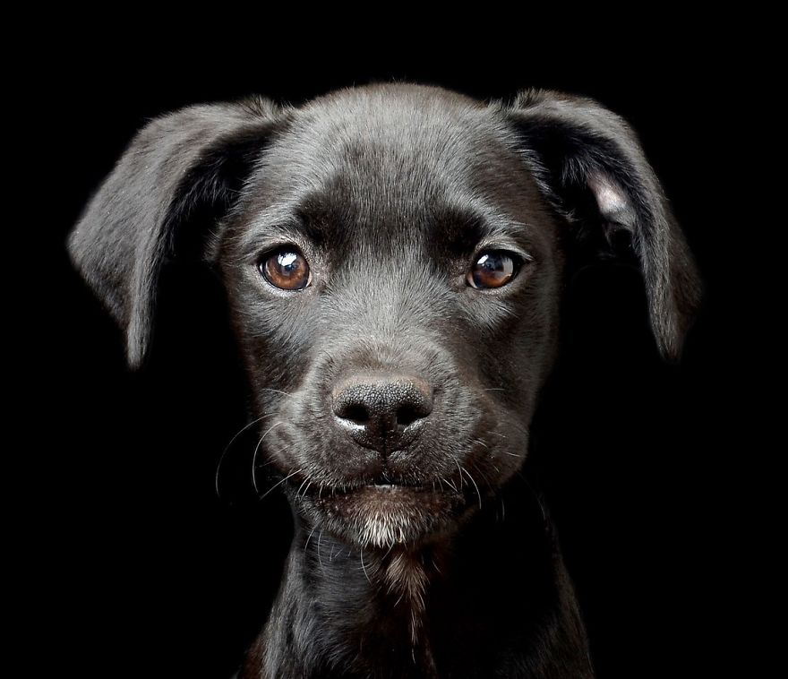 Puppies Category 2nd Place Winner Tracy Kirby, Ireland