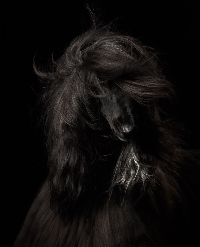 1º lugar en "Retratos de perros", Anastasia Vetkovskaya, Rusia