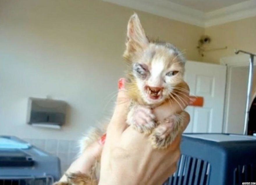 Kitten Rejected For Being ‘Too Ugly’ Is Saved By 7 Year Old Girl