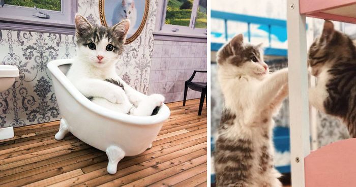 Keeping Up With The Kattarshians Is A Real Show