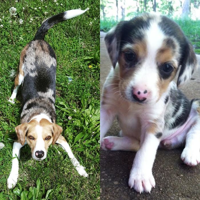 Aura On The Right At 5 Weeks When I Met Her A Few Weeks Before I Got To Take Her Home And On The Left At 3 Years :)