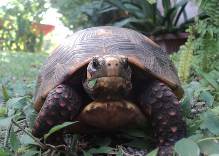 Man Finds Evidence His Tortoise Went Out Partying Without Him... For 3 Weeks