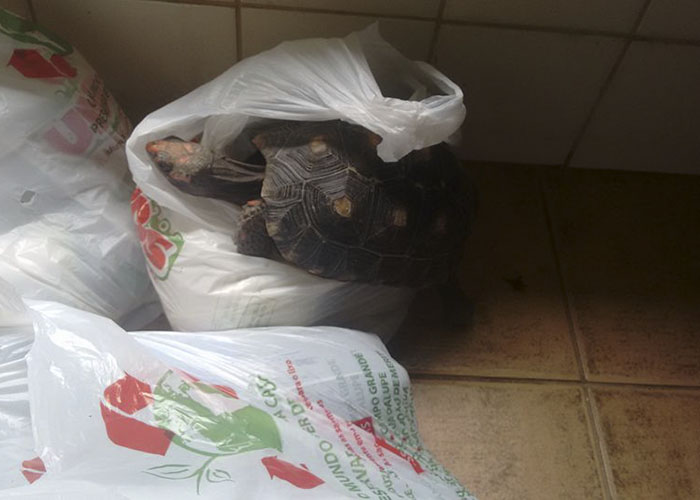 Man Finds Evidence His Tortoise Went Out Partying Without Him... For 3 Weeks