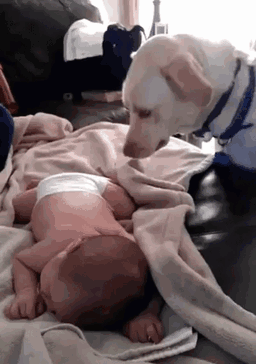 Dog Takes Care Of Baby