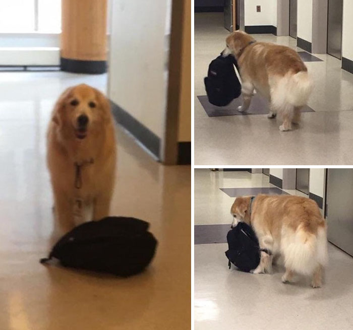 Meet Eddie, The Hospital Therapy Dog Who Is Always Carrying Around His Bookbag Of Toys And Can Always Be Found In The Pediatric Intensive Care Unit