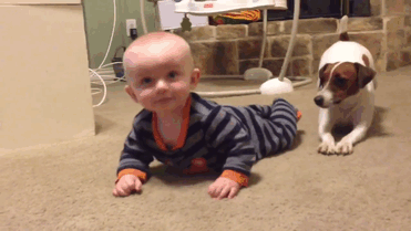 Jack Russell Dog Teaches Baby To Crawl