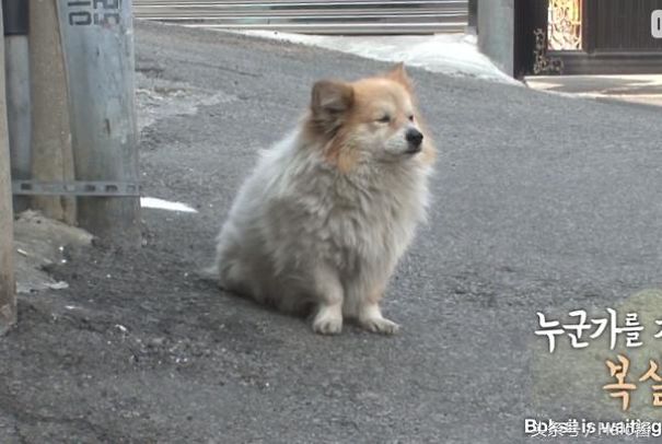 Little Dog Patiently Waits 3 Years For Sick Owner Who Is Never Coming Back Little Dog Patiently Waits 3 Years For Sick Owner Who Is Never Coming Back