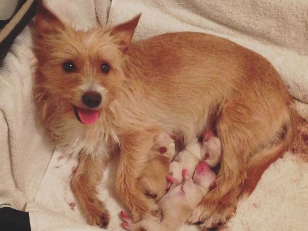 Puppies Thrown From Car Window Get Adopted By A Dog Mamma Who Just Lost Her Own Children