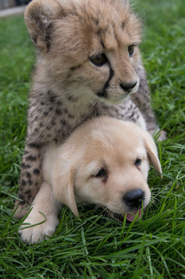 Cheetah Cuddling Cheetah Mother Leads Two Cubs Through Masai Mara