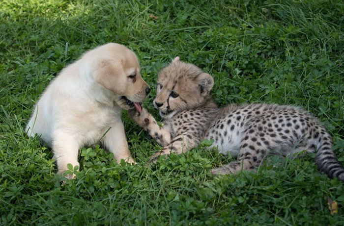 Cheetahs Are So Shy That Zoos Give Them Their Own Emotional "Support Dogs"