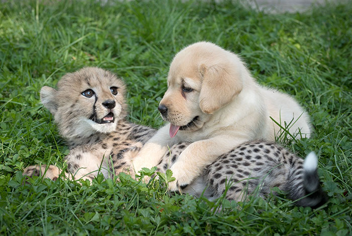 Cute Pictures of Dogs and Cheetahs Forming an Unlikely Friendship