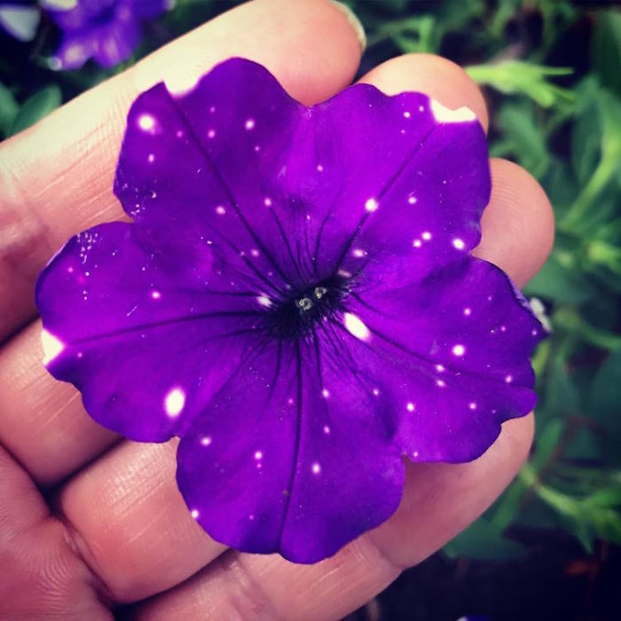 These "Galaxy" Flowers Hold Entire Universes On Their Petals