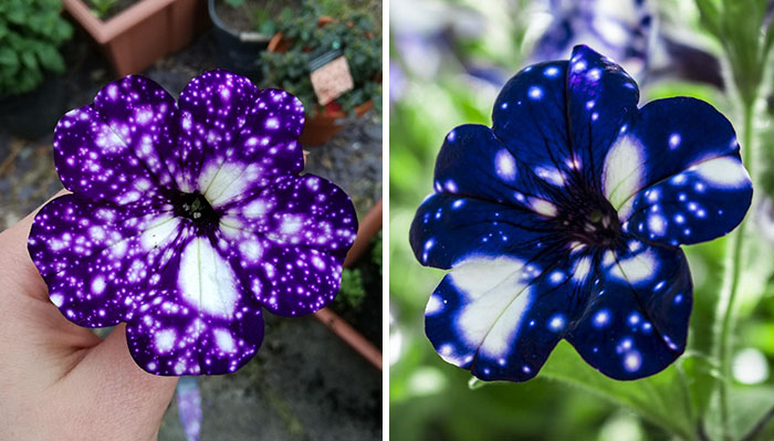 These “Galaxy” Flowers Hold Entire Universes On Their Petals
